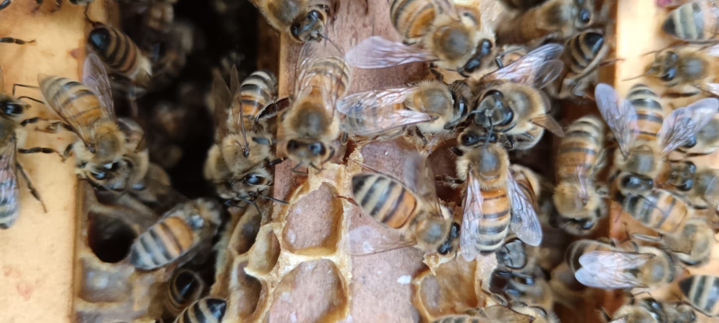 Abeille poilue brun orangé Mons Barœul Croix différence frelon asiatique noir destruction