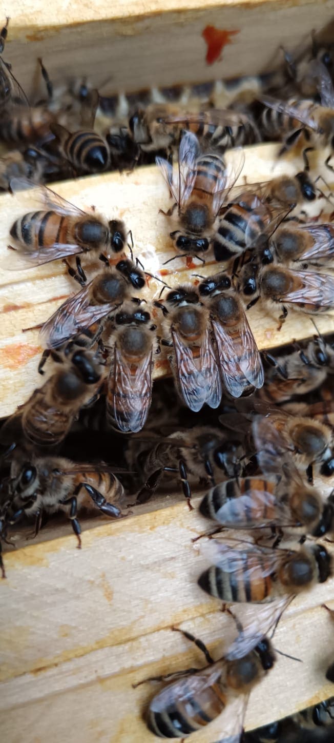 Essaim abeilles arbre Villeneuve Ascq Marcq Barœul ne jamais détruire destruction frelon asiatique