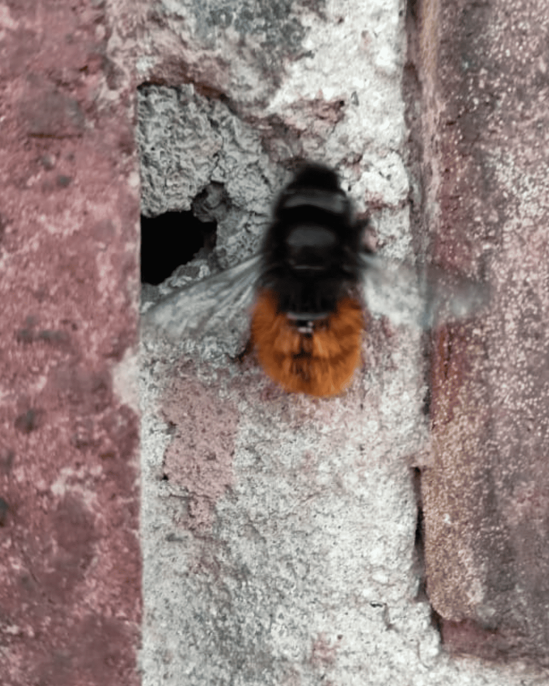 Différence abeille frelon asiatique Mouvaux Capinghem Prémesques identification destruction frelon asiatique urgente