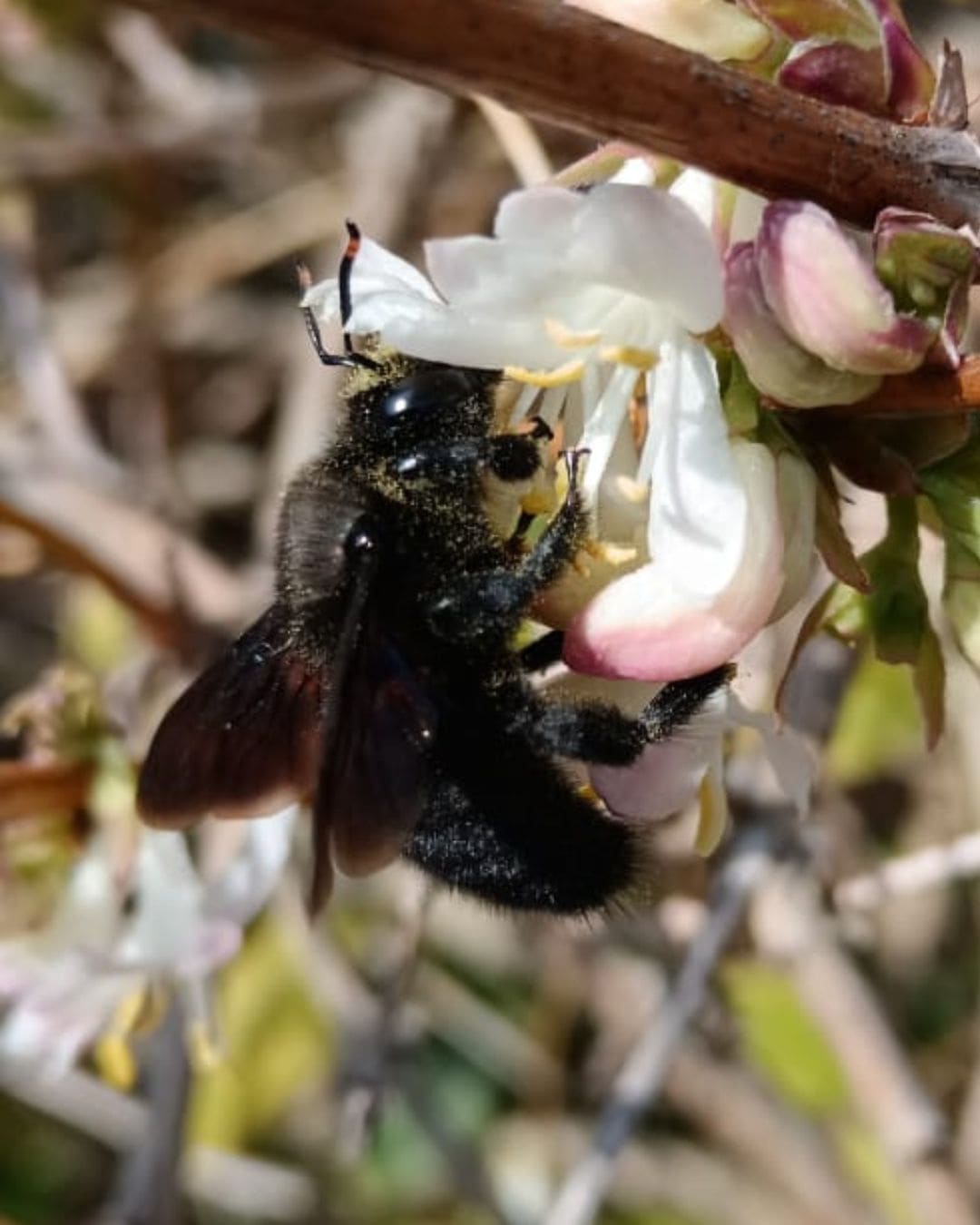 Abeille sauvage pollinisateur Lezennes Faches Thumesnil Lesquin menacée frelon asiatique destruction certifiée