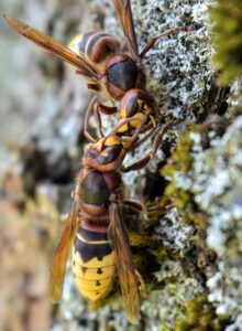 Frelon asiatique chasse abeilles ruche destruction urgente nid Haubourdin Sequedin protection ruchers