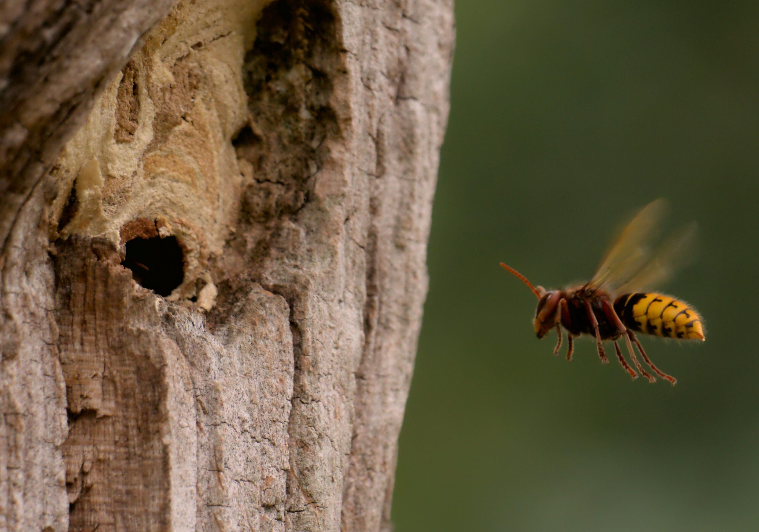 Frelon européen prédateur insectes Lesquin Vendeville Fretin espèce native utile destruction frelon asiatique