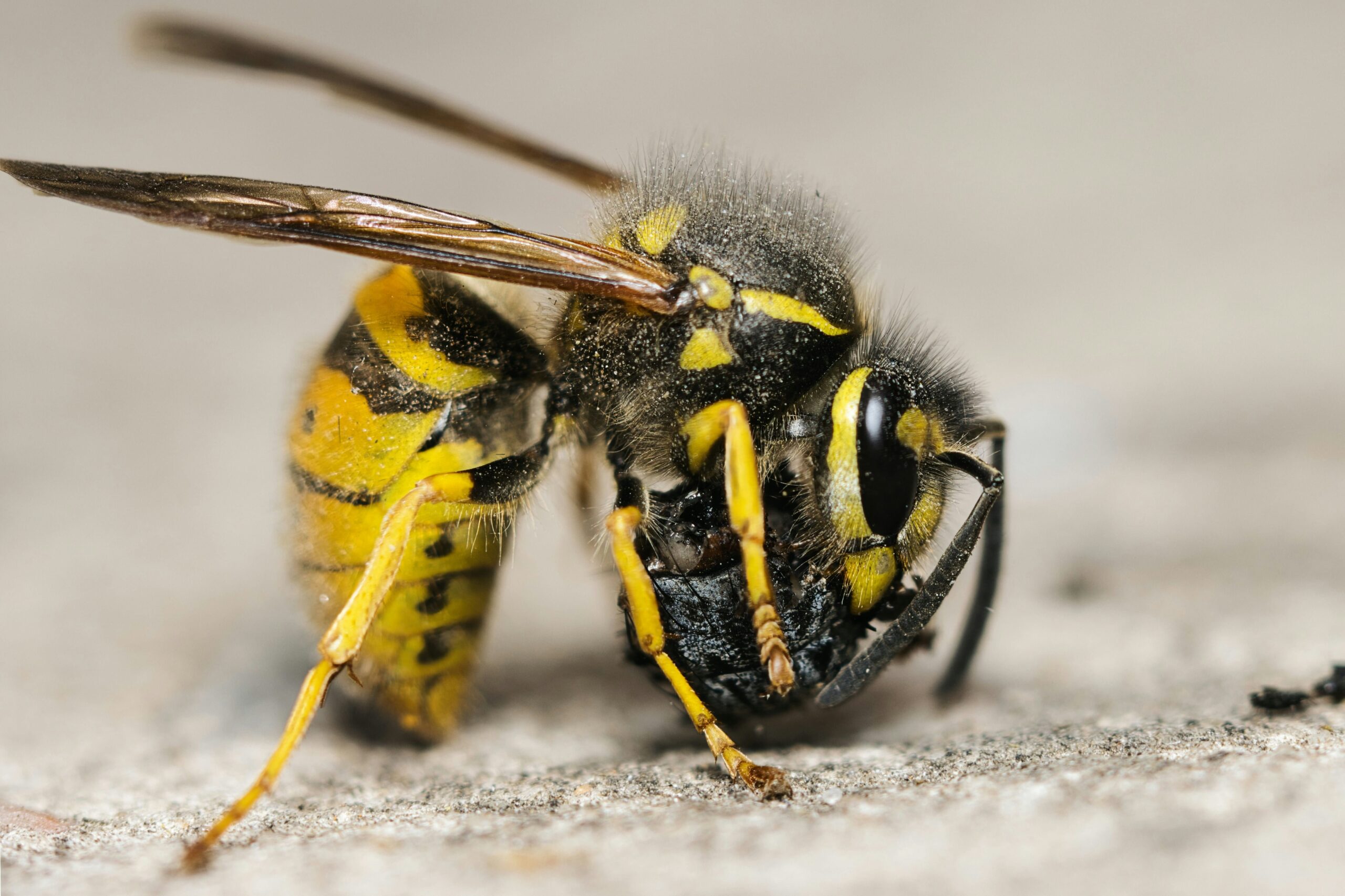 Différence guêpe lisse abeille poilue identification destruction La Madeleine Croix Wambrechies Saint-André