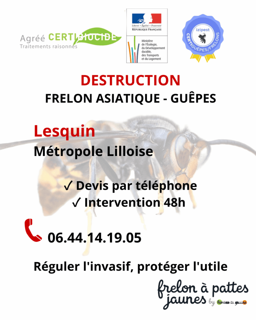 Suppression frelon asiatique guêpes Lesquin spécialiste nid toiture charpente destruction certifiée professionnelle