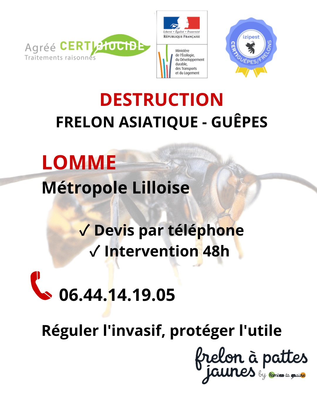 Destruction frelon asiatique pattes jaunes Lomme expert certifié espèce exotique envahissante