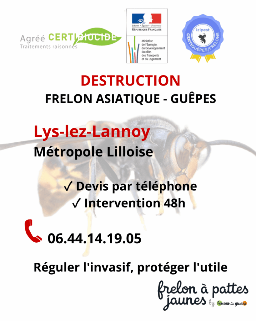 Suppression frelon asiatique guêpes Lys Lannoy professionnel certifié nid sphérique destruction sécurisée
