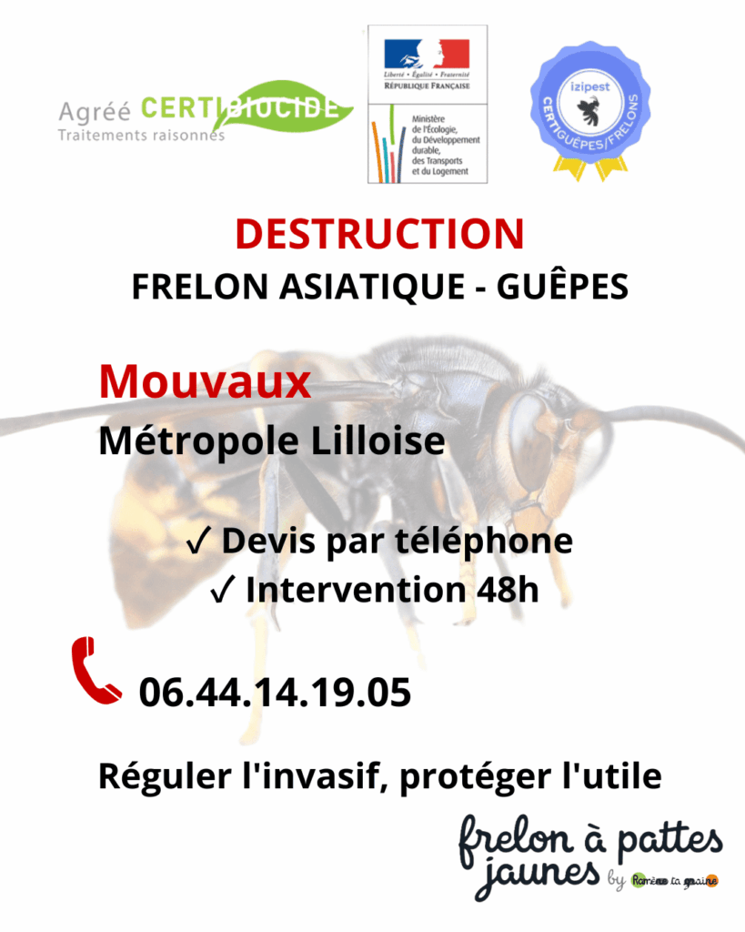 Démantèlement frelon asiatique guêpes Mouvaux technicien certifié nid envahissant destruction sécurisée