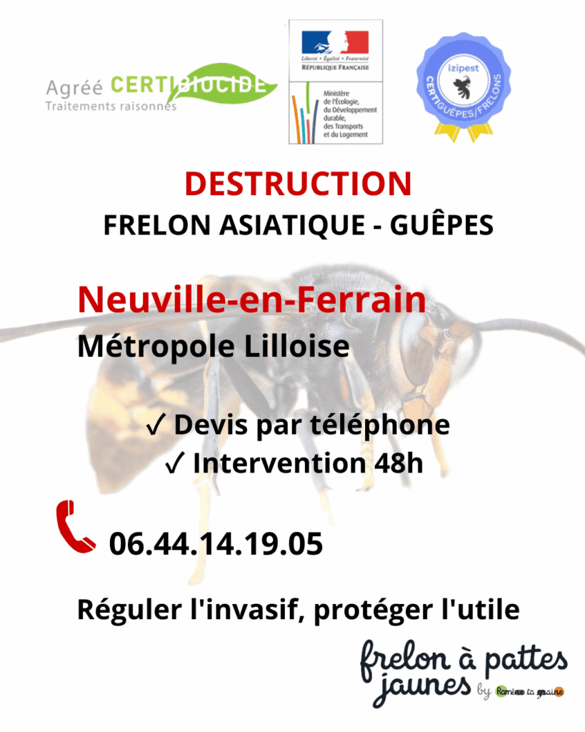 Extermination frelon asiatique guêpes Neuville Ferrain technicien agréé nid envahissant destruction urgente