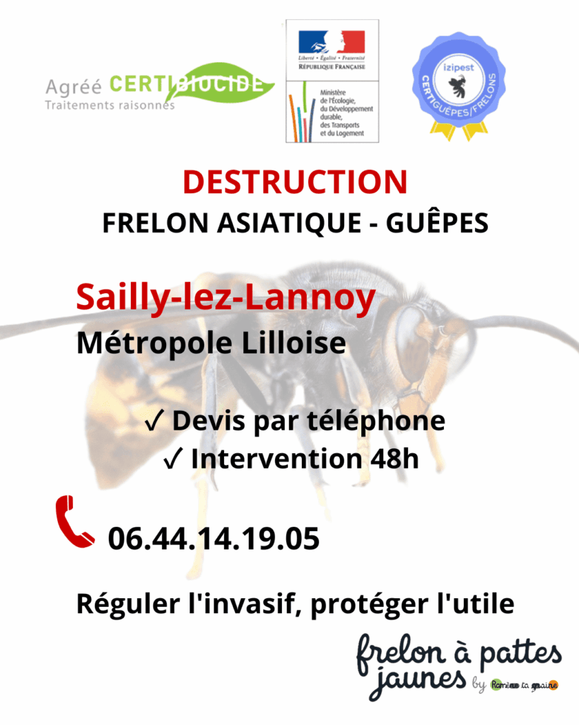 Traitement frelon asiatique guêpes Sailly Lannoy expert biocide colonie invasive intervention certifiée