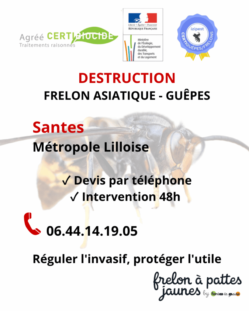 Suppression frelon asiatique guêpes Santes professionnel agréé nid sphérique gris beige intervention