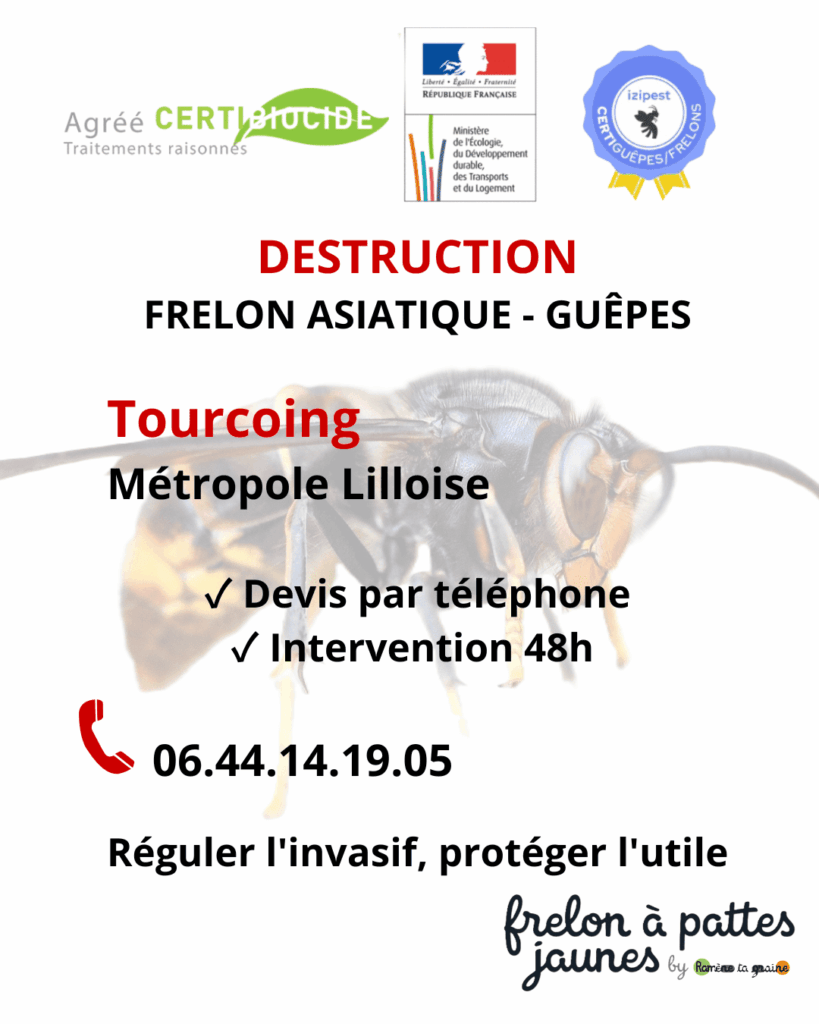 Éradication nid guêpes frelon asiatique Tourcoing professionnel certifié espèce invasive intervention sécurisée