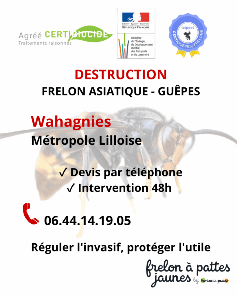 Élimination frelon asiatique guêpes Wahagnies technicien agréé colonie invasive destruction nid sécurisée