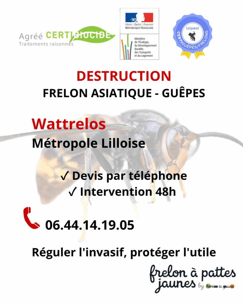 Décontamination frelon asiatique guêpes Wattrelos technicien certifié espèce nuisible réglementée intervention