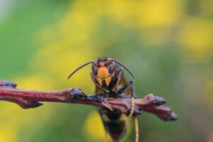 Frelon asiatique posé sur une branche, thorax entièrement noir velouté visible