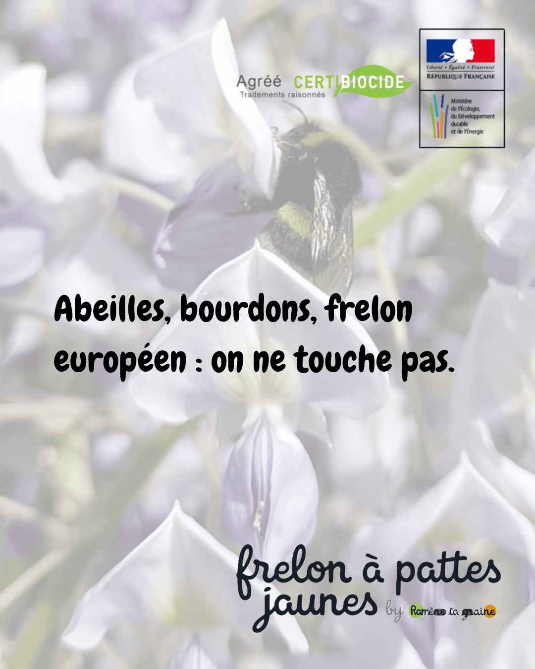 Abeilles bourdons frelon européen espèces protégées Halluin Roncq Neuville-en-Ferrain préserver différence frelon asiatique invasif