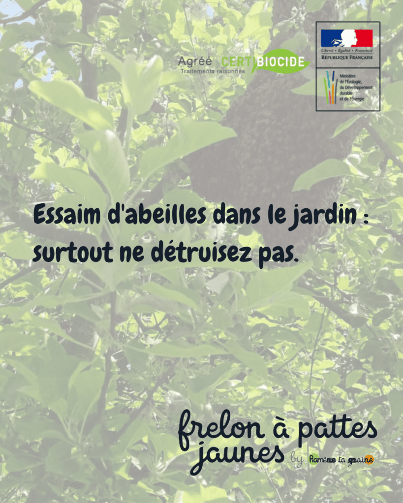 Essaim abeilles jardin branche arbre Fretin Avelin Genech espèce protégée ne jamais détruire confusion frelon asiatique