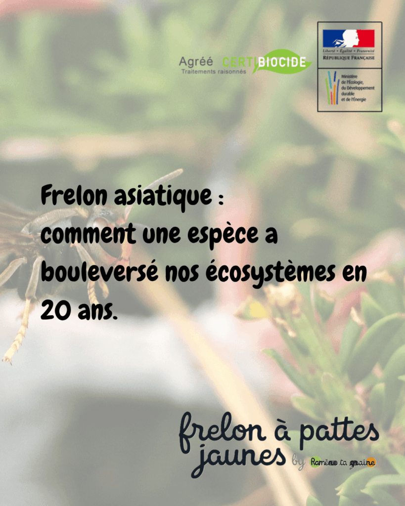 Frelon asiatique espèce invasive France progression Somain Orchies Wahagnies destruction certifiée Certibiocide Métropole Lilloise