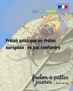 Frelon asiatique corps noir pattes jaunes identification Lille Métropole différence frelon européen