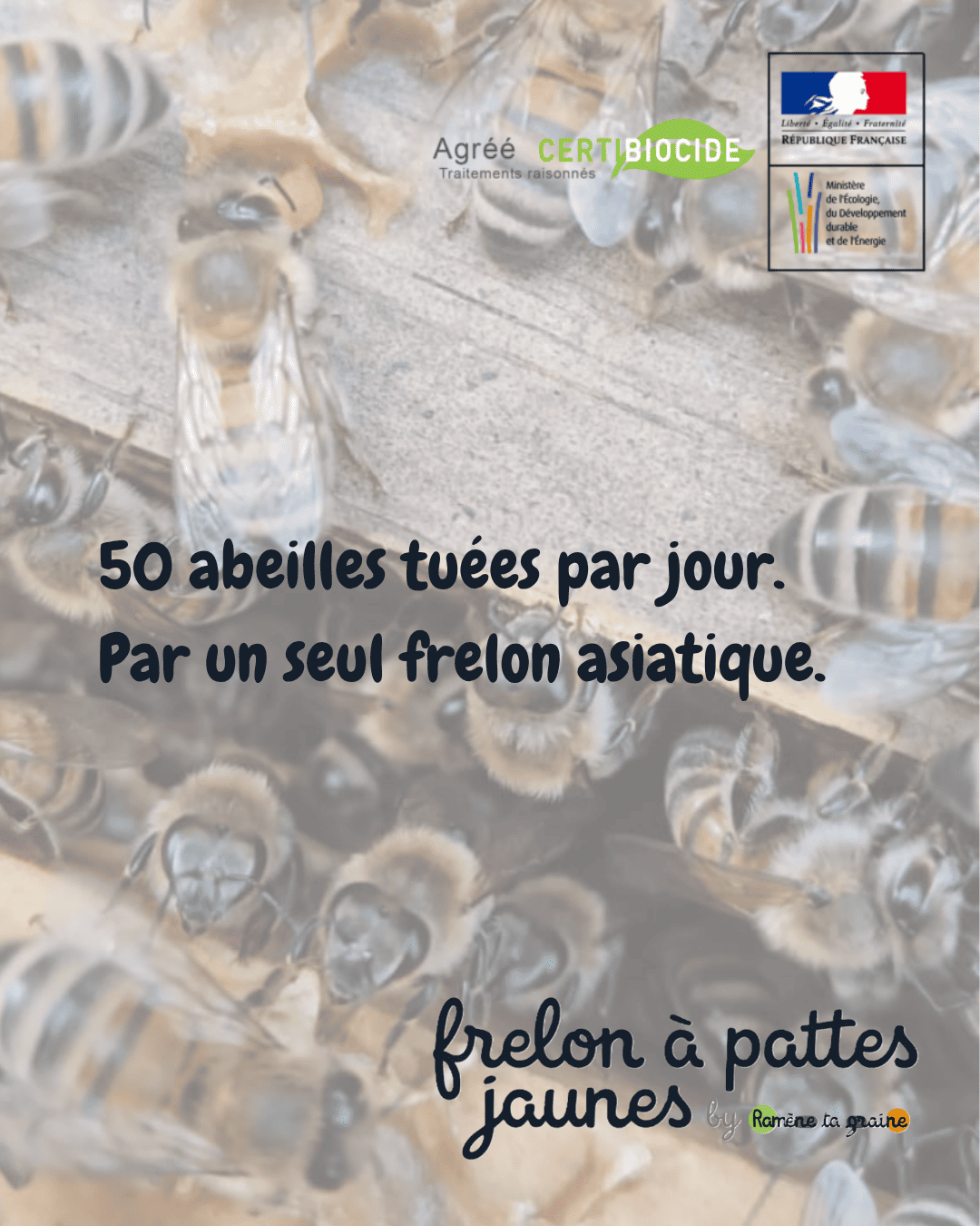 Frelon asiatique prédateur abeilles ruche Villeneuve-d'Ascq Marcq-en-Barœul 50 abeilles tuées jour destruction urgente
