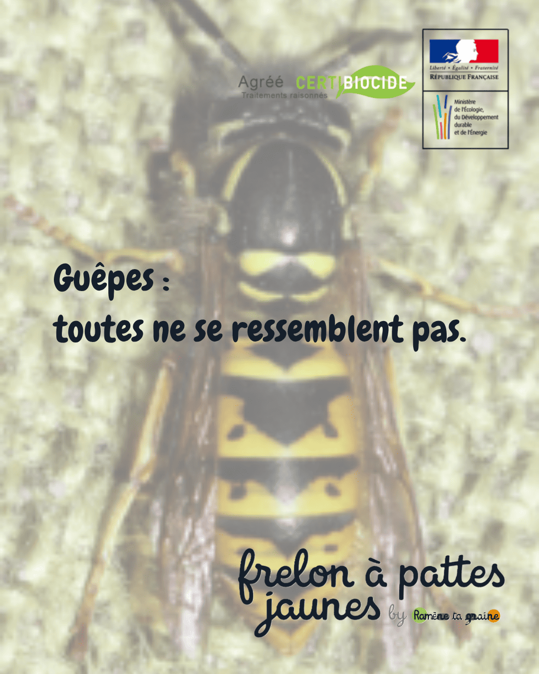 Identification guêpes germaniques saxonnes polistes Wambrechies Bondues Mouvaux destruction nid professionnelle certifiée