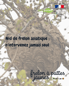 Nid frelon asiatique dangereux Lomme Lambersart La Madeleine intervention professionnelle certifiée Certibiocide obligatoire