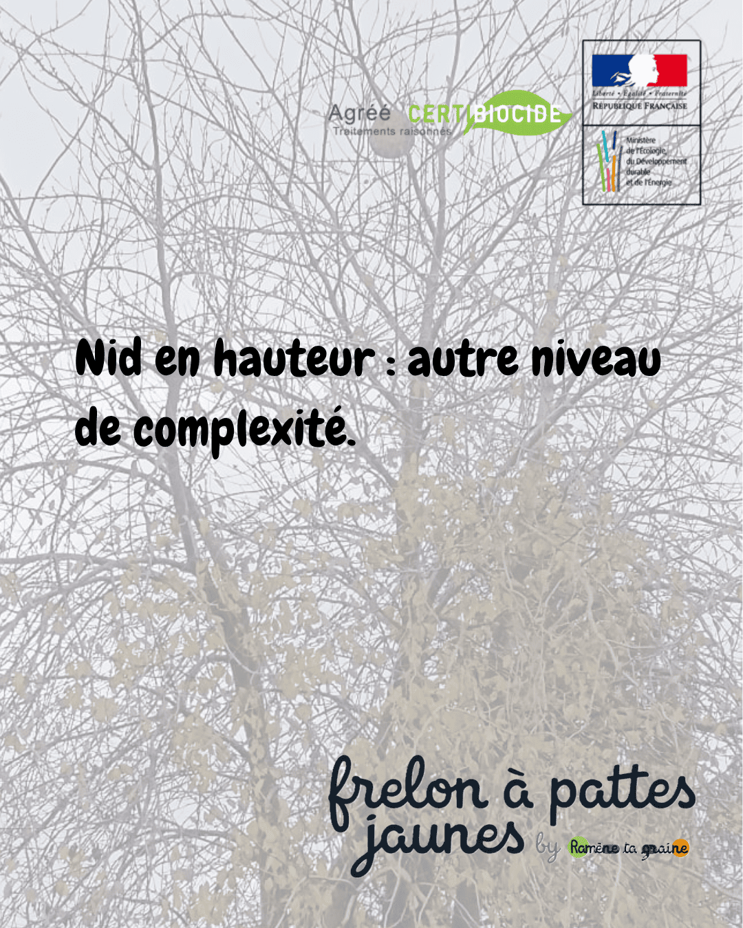 Nid frelon asiatique hauteur arbre 20m Wasquehal Mons-en-Barœul Hem intervention professionnelle équipement spécialisé certifié