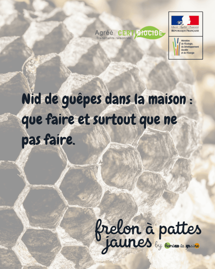 Nid guêpes maison toiture charpente Loos Haubourdin Seclin destruction professionnelle certifiée Certibiocide urgente