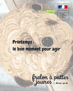 Nid primaire frelon asiatique printemps Lille Métropole destruction urgente mars avril
